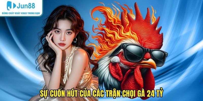 Sự cuốn hút của các trận chọi gà 24 tỷ