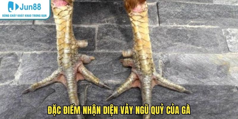 Đặc điểm nhận diện vảy ngũ quỷ của gà